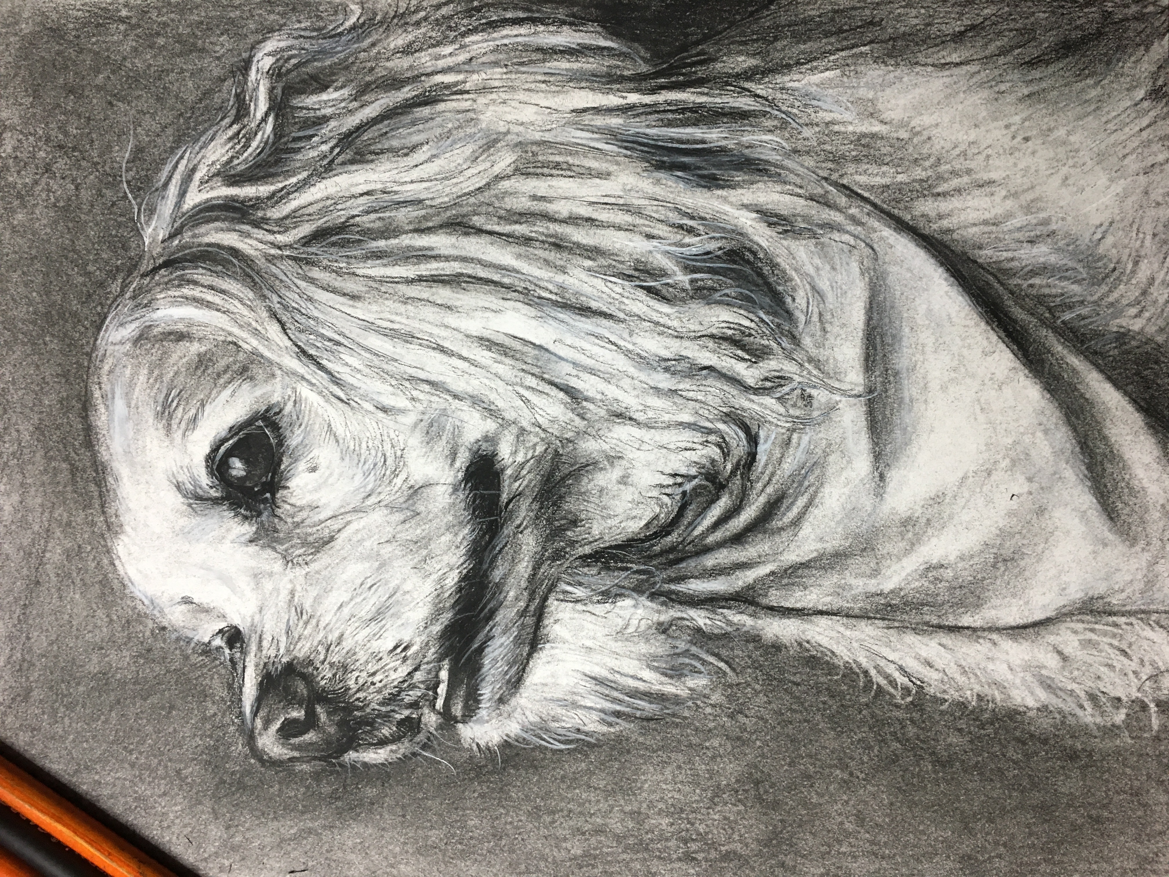 Custom portrait and fine artwork by Ashley Wiard - Fuzzy ears (Charcoal on paper)